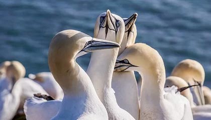 别急着骂，先看这个：刚删掉的微博的高发问题怎么避？一句话说透：激励机制