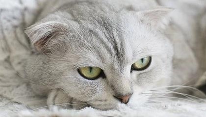 糖心vlog深度揭秘：八卦风波背后，当事人在公司会议室的角色极其令人意外