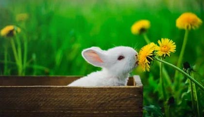 芭乐下载APP官方网站，芭乐app下载手机版下载2.0